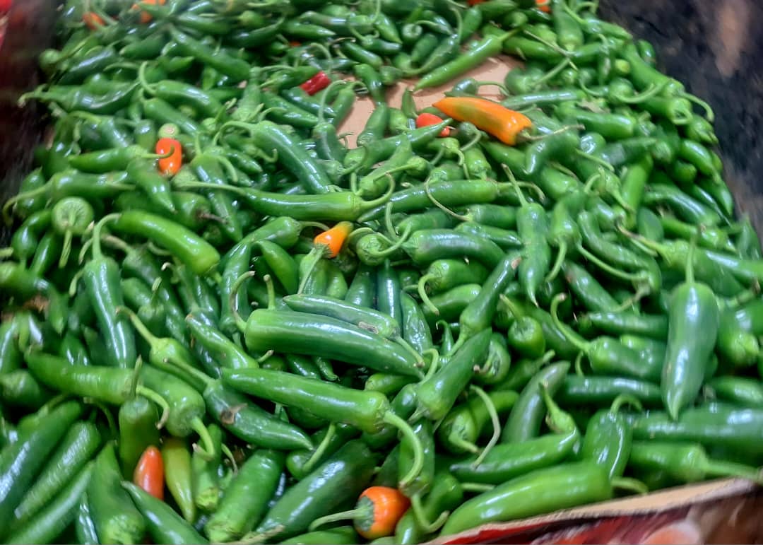 Spicy Fresh Green Chillies Export Quality SS Global Traders